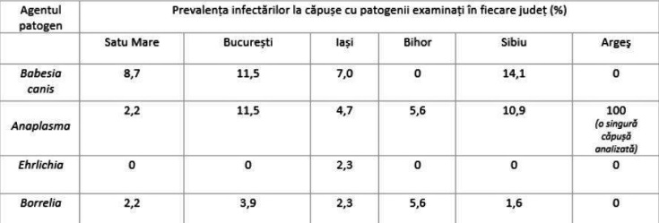 studiu capuse