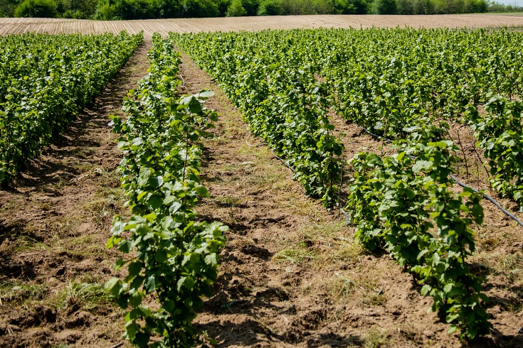 ferma aluni necopoi1