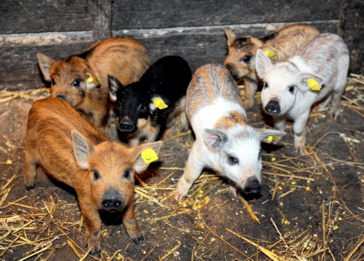 Guvernul a aprobat programul de susţinere a crescătorilor de porci de reproducţie din rasele Bazna şi Mangaliţa