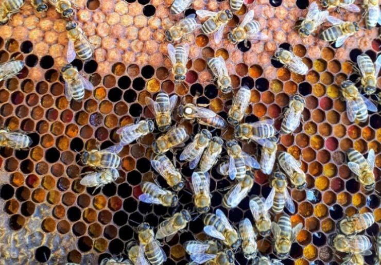 Un bixădean a furat mai multe familii de albine. S-a ales cu dosar penal