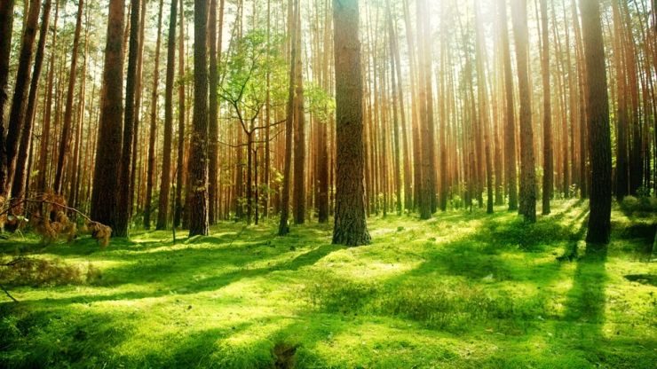 Peste 260.000 de hectare de pădure înregistrate la Cadastru. Care este suprafața din județul Satu Mare
