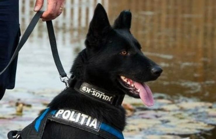 Un nou caz rezolvat de câinele polițist Teba