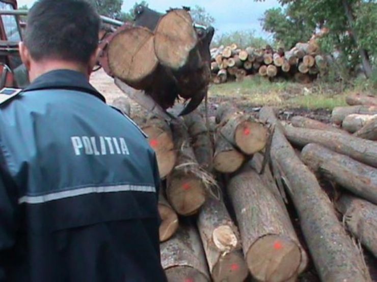 Trei bărbați din Sanislău, cercetați pentru furt de arbori